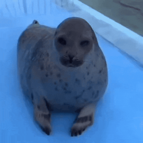 SEAL
